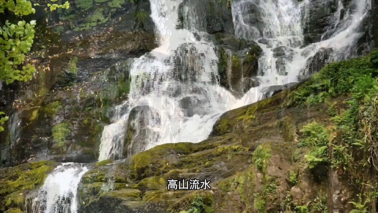 变异动物之战
